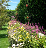 HG-BORDER-PLANTS