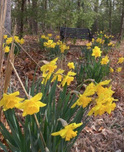 gallery-12-King-Alfreds-Daffodils