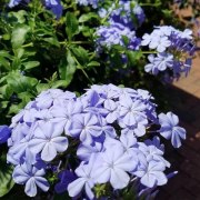 gallery-16-Plumbago-flower