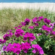 gallery-26-Beautiful-flowers-in-front-on-ocean