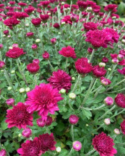 gallery-3-Beautiful-flowers