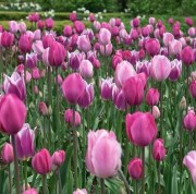 gallery-4-Tulips