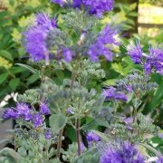 gallery-49-Perennial-plant