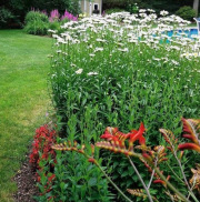 gallery-61-Perennial-plants