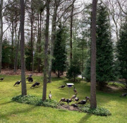 gallery-80-Beautiful-trees