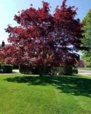 gallery-87-Beautiful-tree